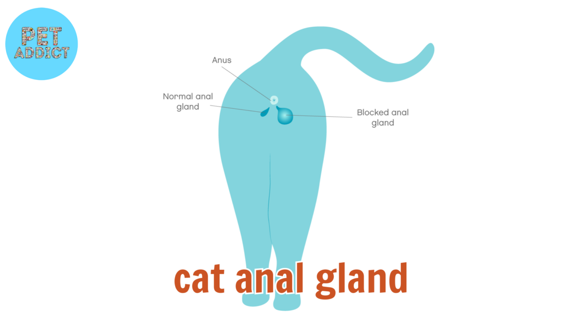 Cat Anal Gland: Understanding, Care, and How to Deal with It