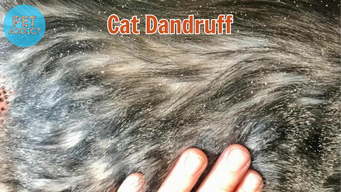 All You Need to Know About Cat Dandruff and How to Deal with It
