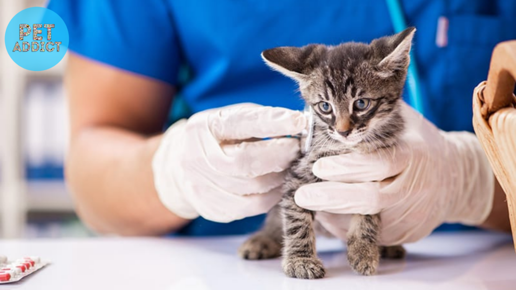 fvrcp vaccine cat