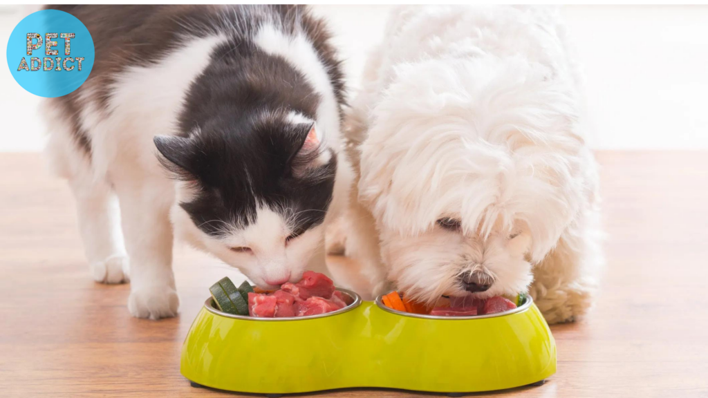 can dogs eat cat food