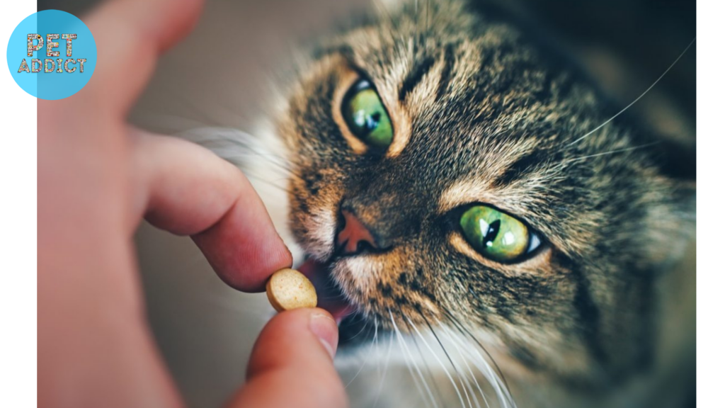 how to give a cat a pill