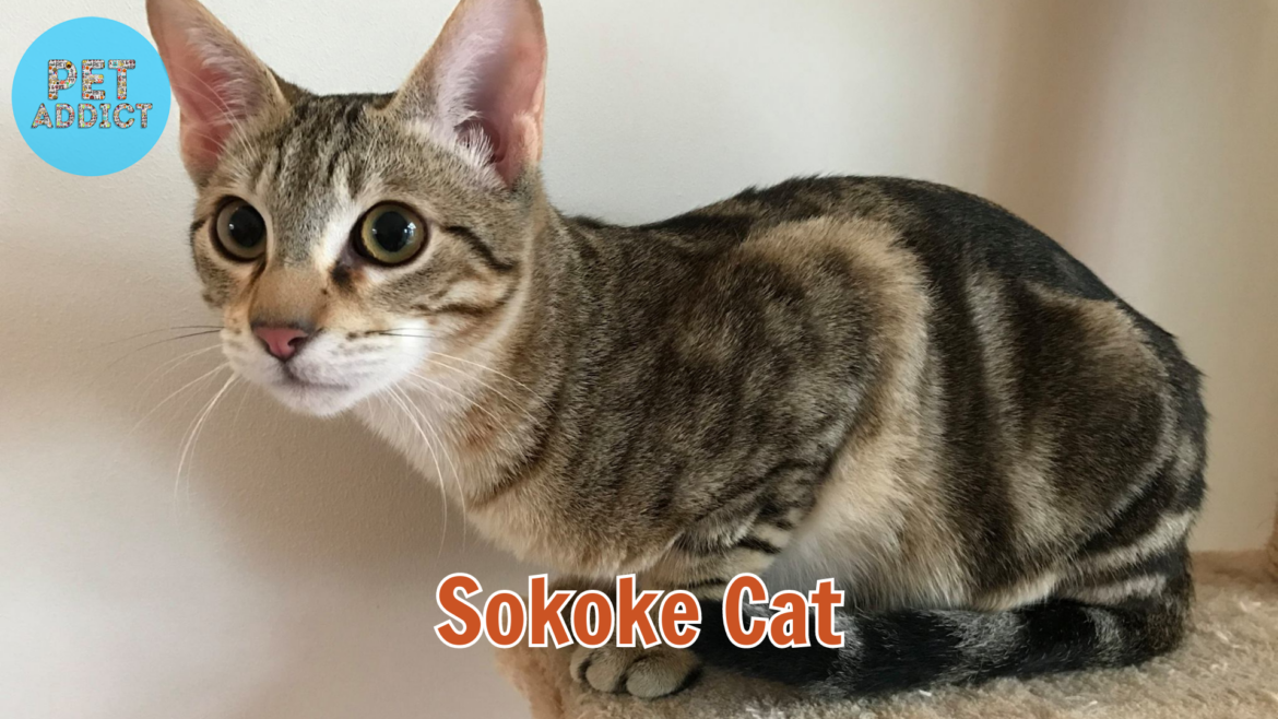 Sokoke Cat: A Rare Gem in the Feline World
