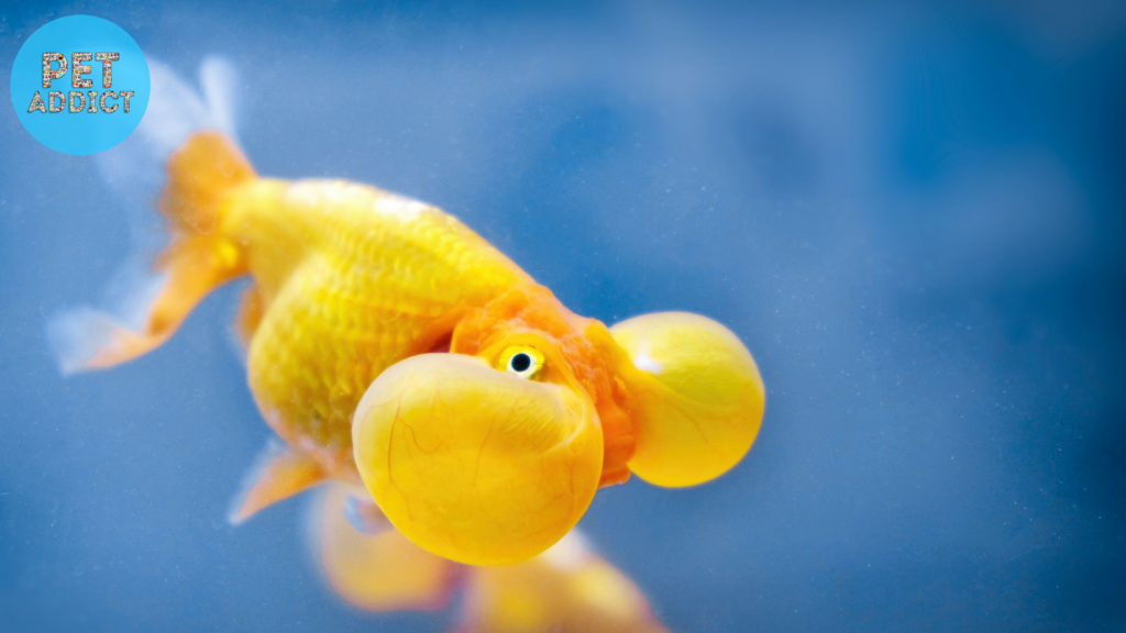Bubble Eye Goldfish: Elegance in Fluid Motion