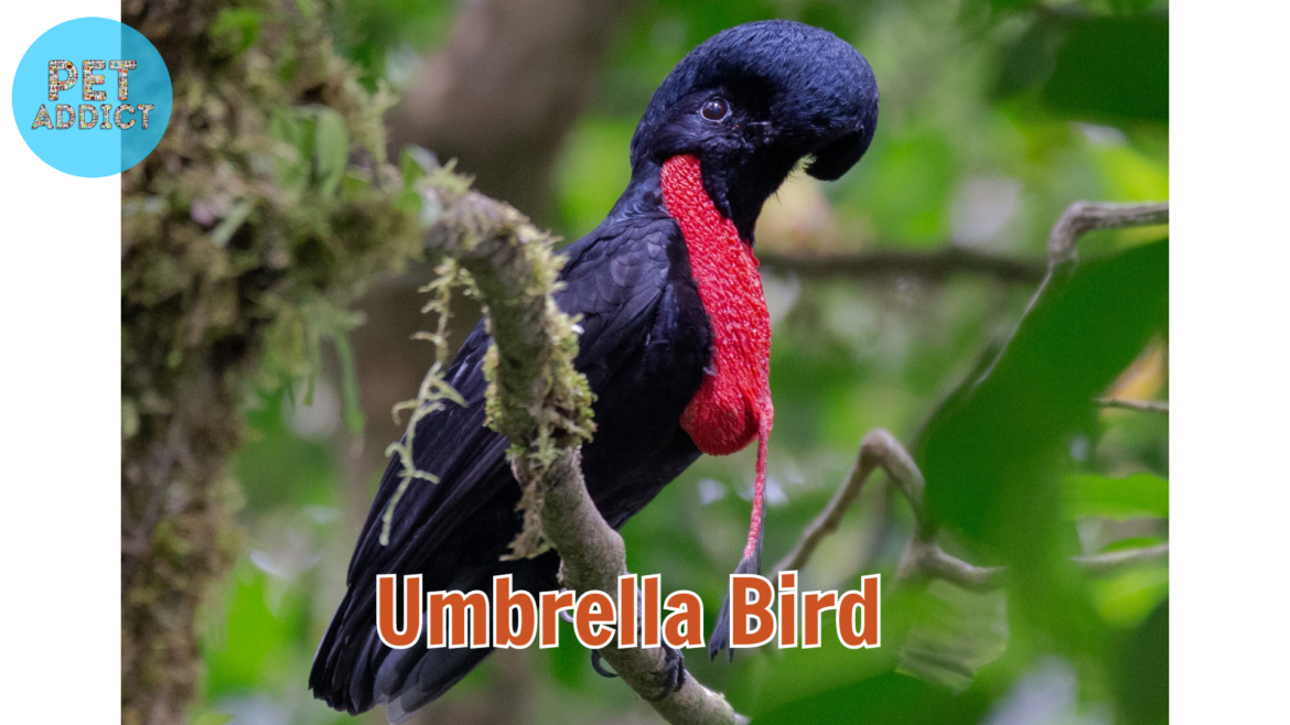 Umbrella Bird: A Feathered Marvel of the Rainforests