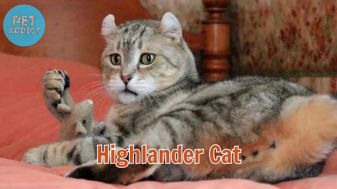 Highlander Cat: A Majestic Blend of Wild and Domestic