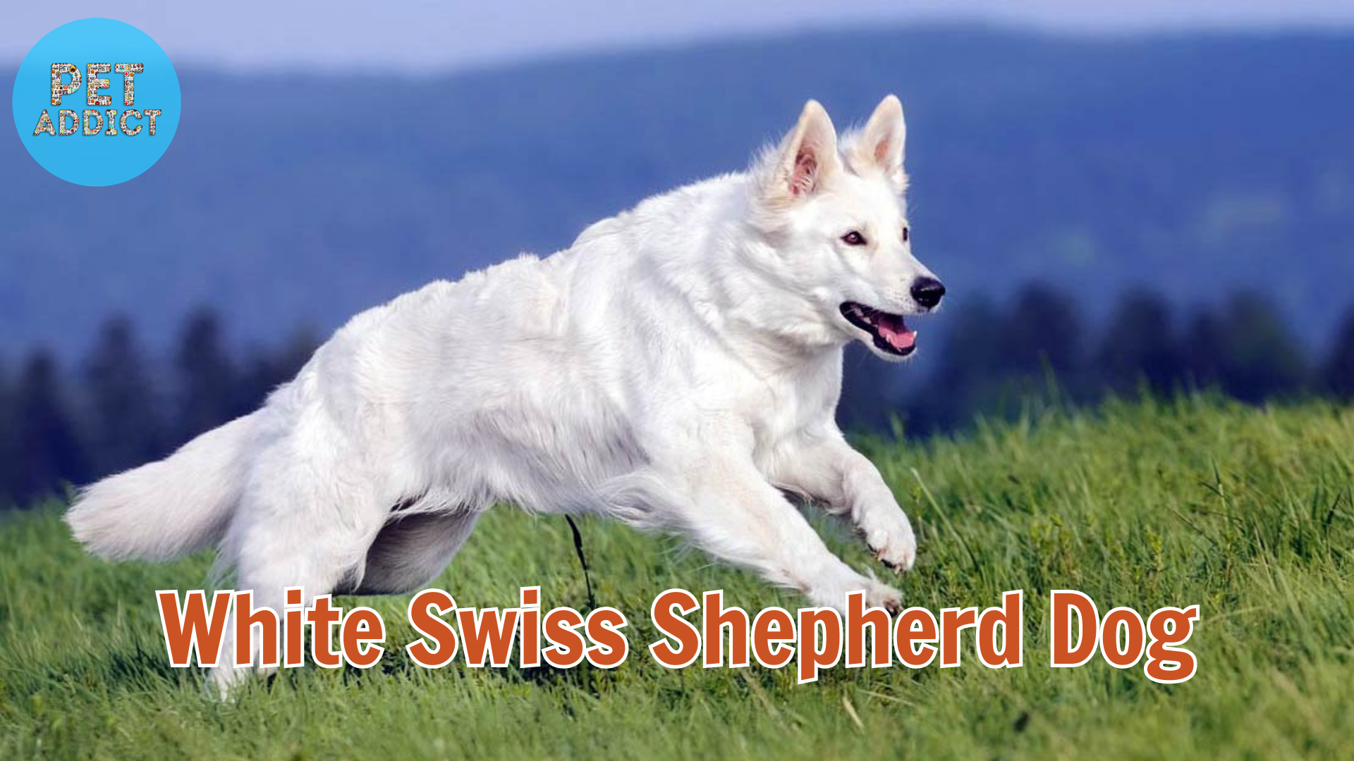 The White Swiss Shepherd Dog
