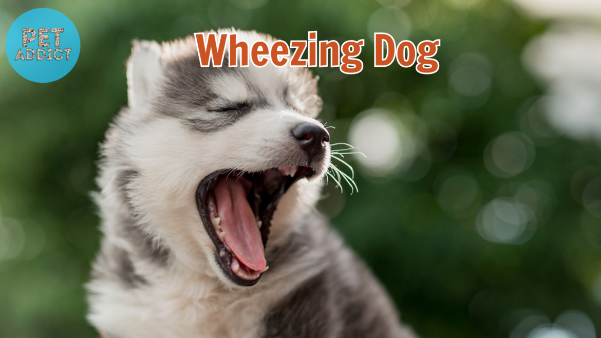 Wheezing Dog – Causes and Effective Management