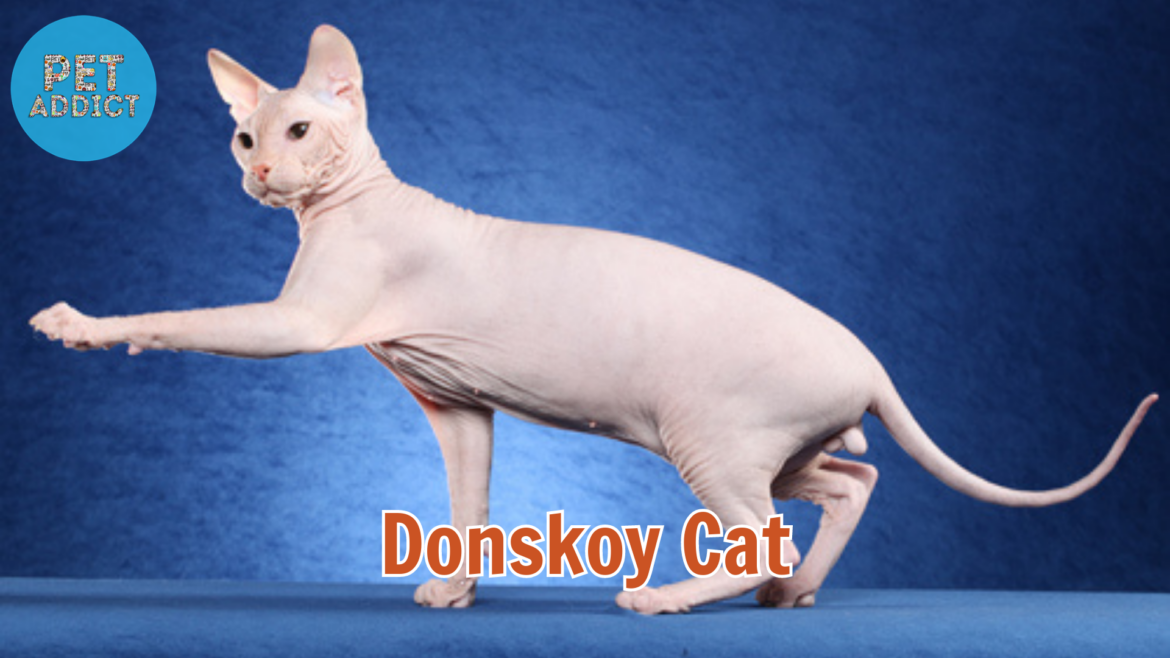 Unveiling the Charms of the Donskoy Cat