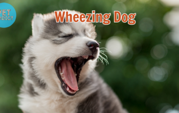 wheezing dog