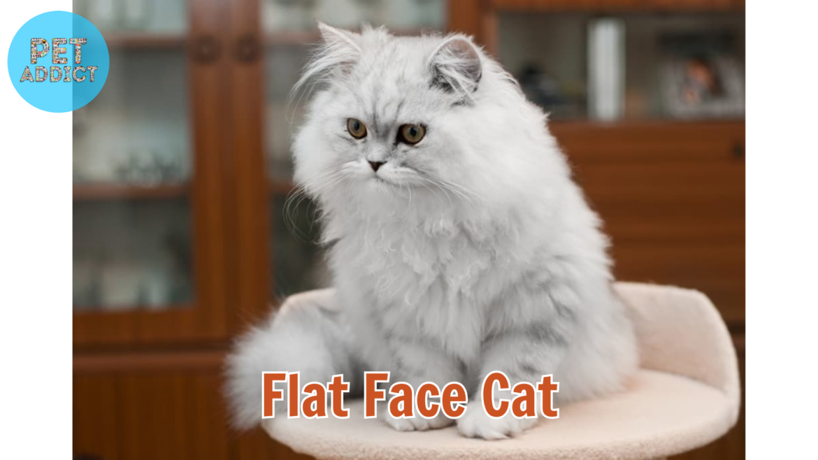 Discovering the Allure of Charming Flat Face Cat Breeds