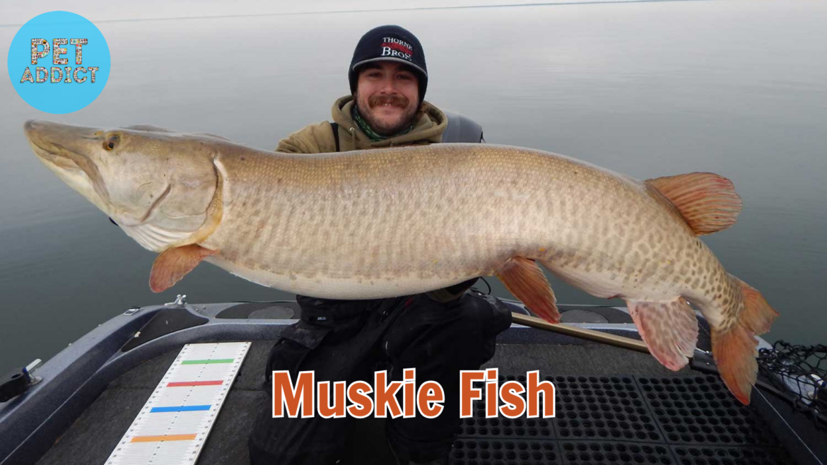Muskie Fish: Characteristics, Habitat, and Fishing Thrills