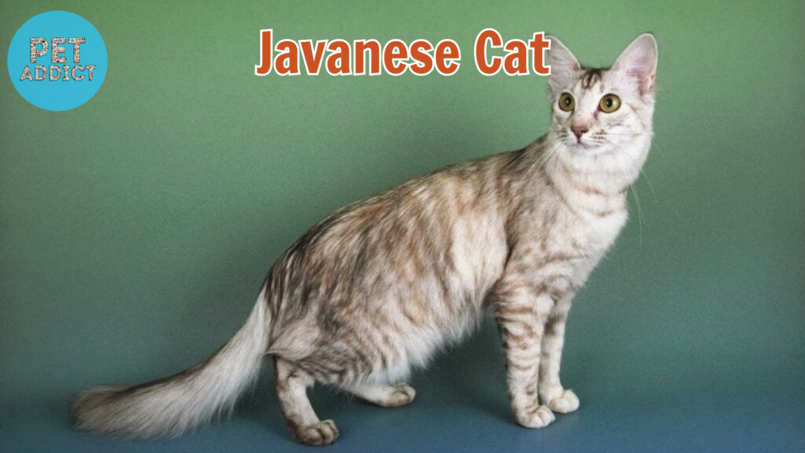 The Elegance of the Javanese Cat: Graceful Beauty in Feline Form