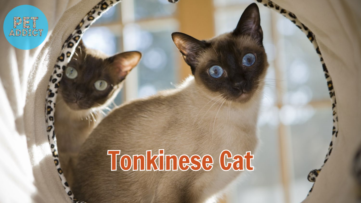 The Tonkinese Cat