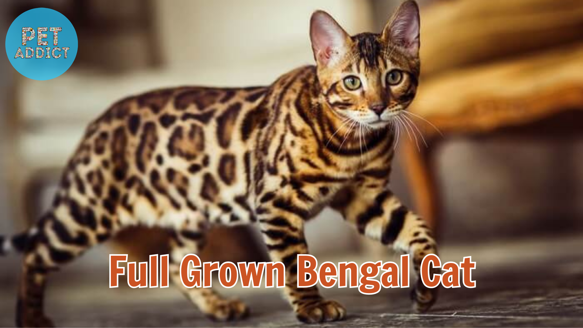 Full Grown Bengal Cat: A Majestic and Graceful Companion