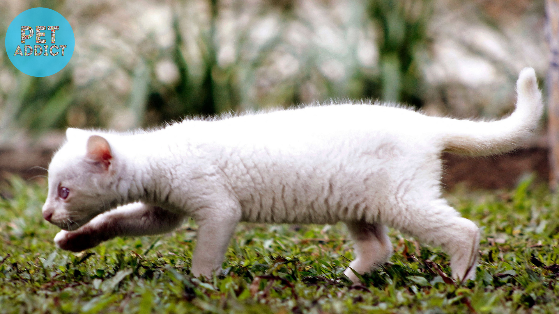 Albino Cats in the Wild and Captivity