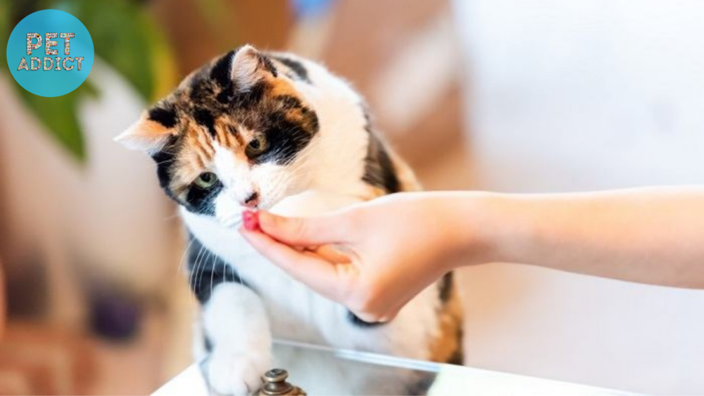 Allergy Management Strategies medicine for cat allergies