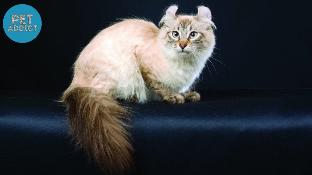 American Curl Cats  smallest cat breed