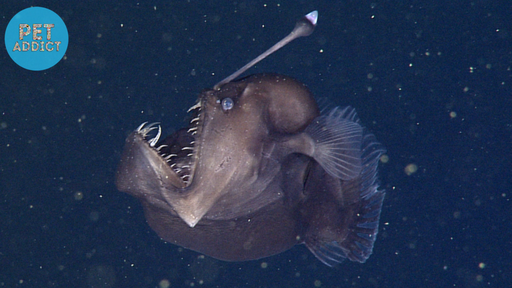 Anglerfish (Lophiiformes)