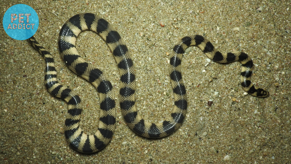 Annulated Sea Snake