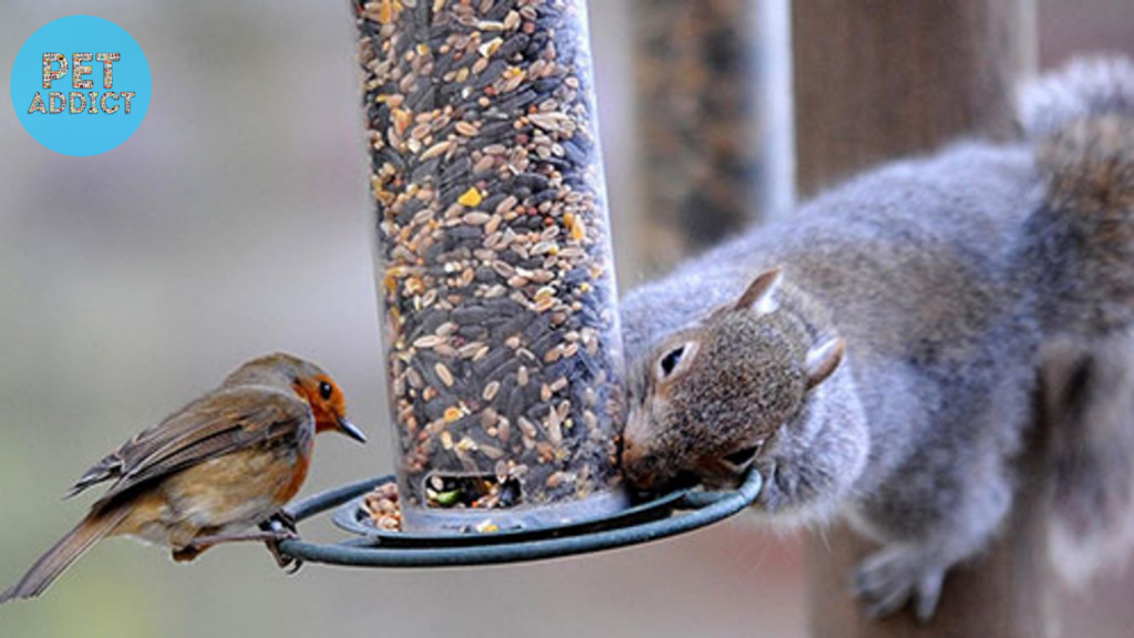 Benefits of Squirrel-Proof Feeder