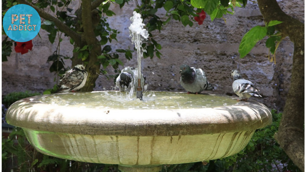 Benefits of a Solar Bird Bath Fountain