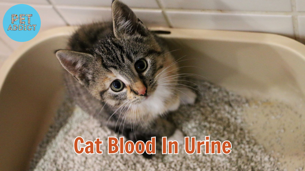 Cat Blood in Urine: Causes, Concerns, and How to Manage It