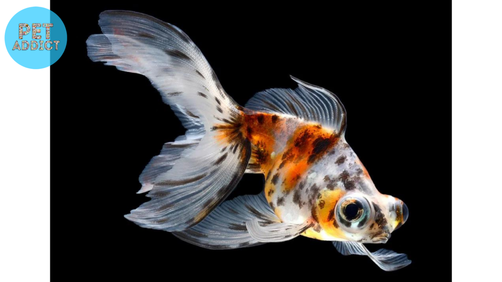 Calico Telescope fish 