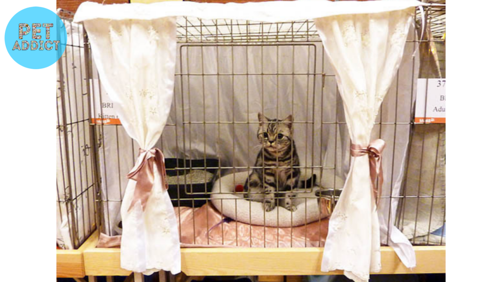 Cat Show Cages