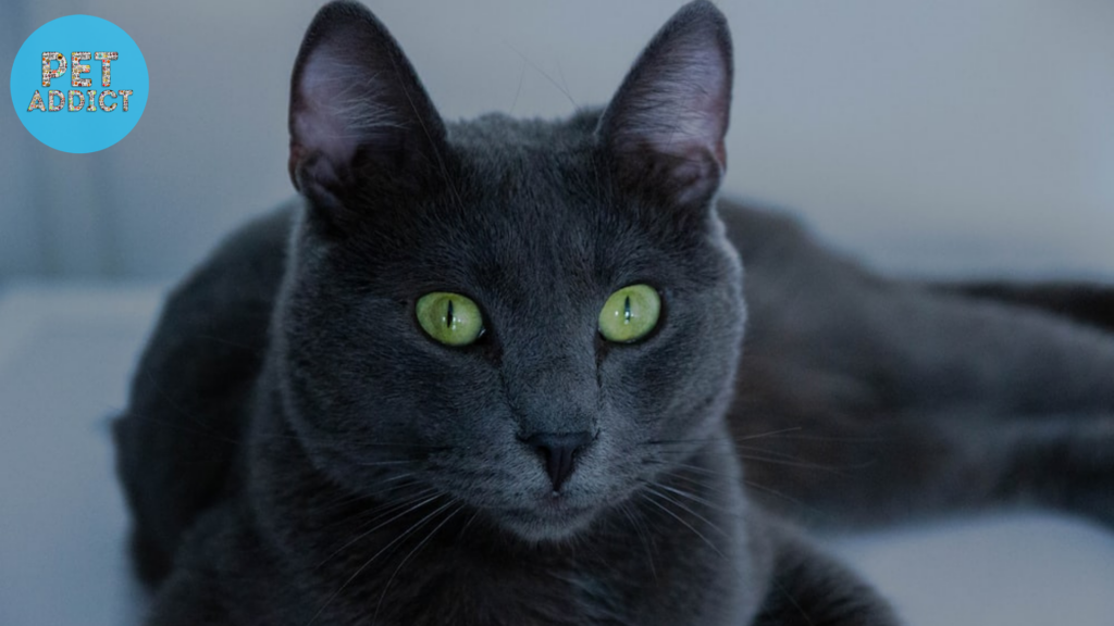 black cat green eyes Chartreux