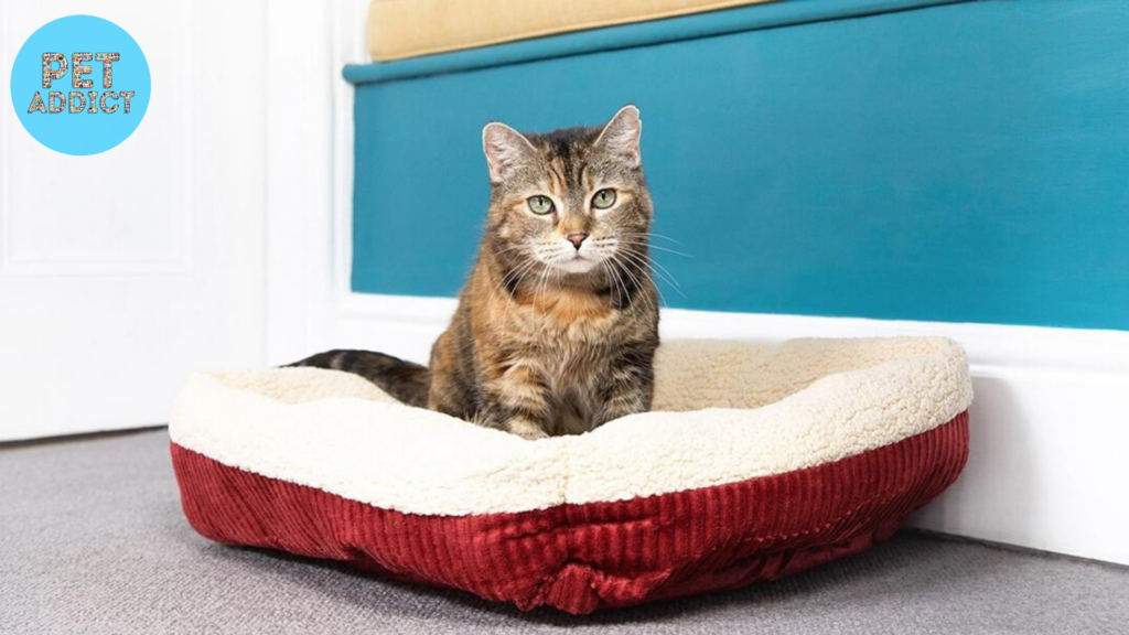 Choosing the Right Heated Cat Bed