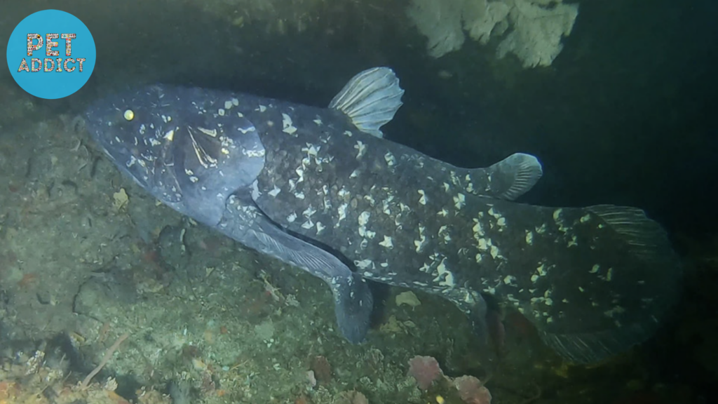 Coelacanth  rare fish
