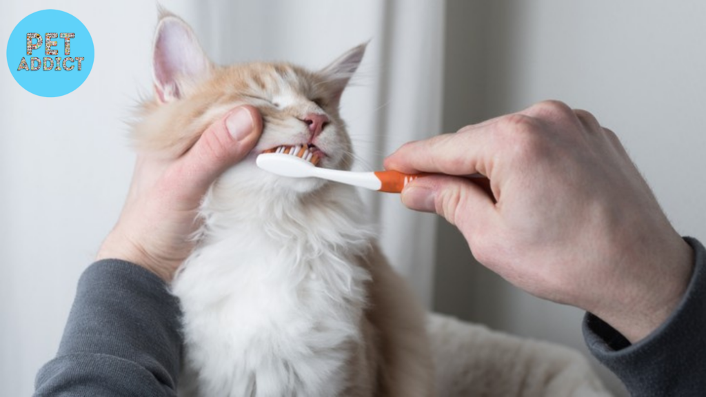 Common Mistakes to Avoid brush cat teeth