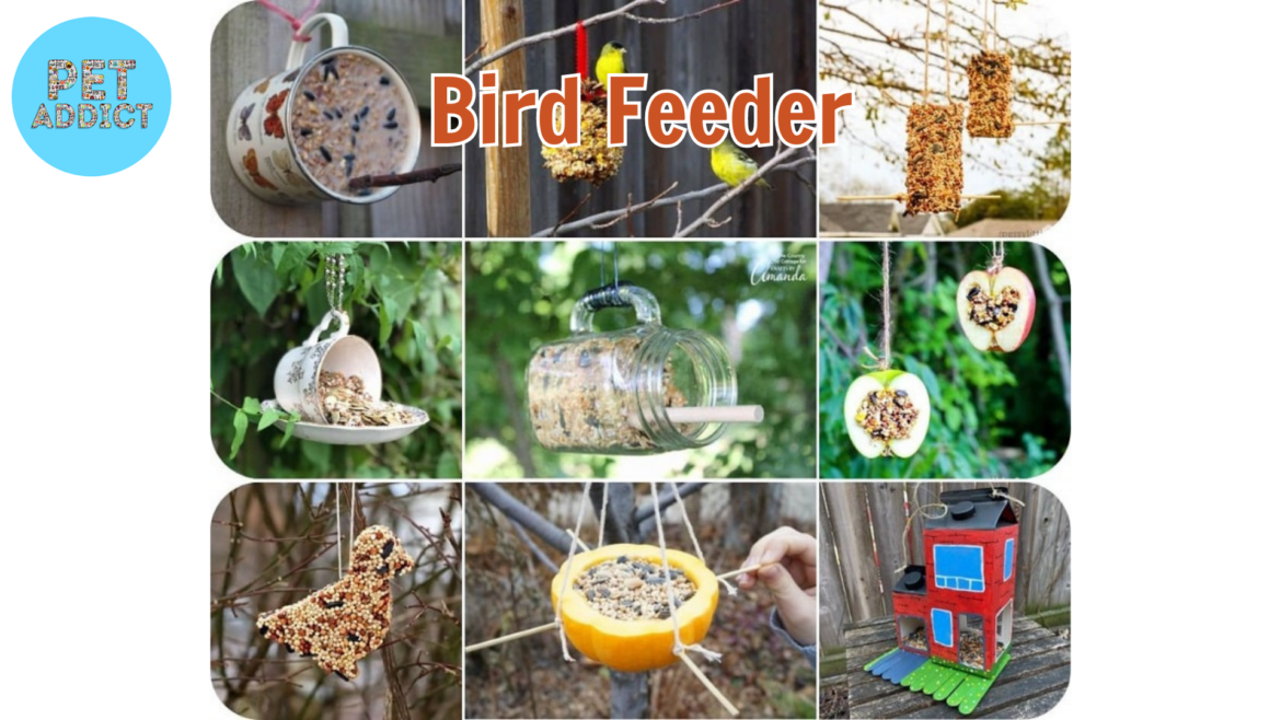 Creating Your Own DIY Bird Feeder: A Guide to Attracting Brids