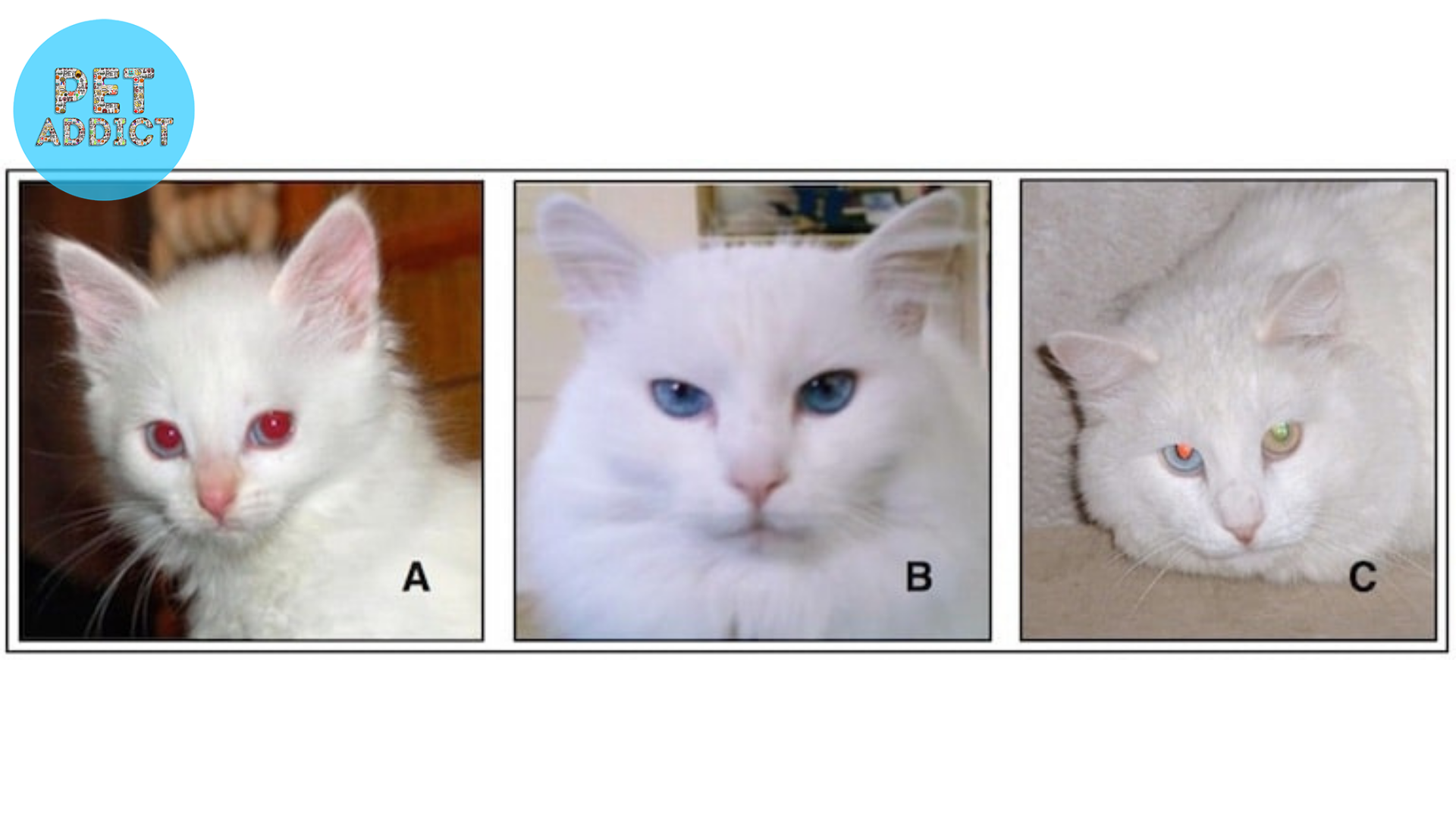 Differentiating Albino Cats from White Cats