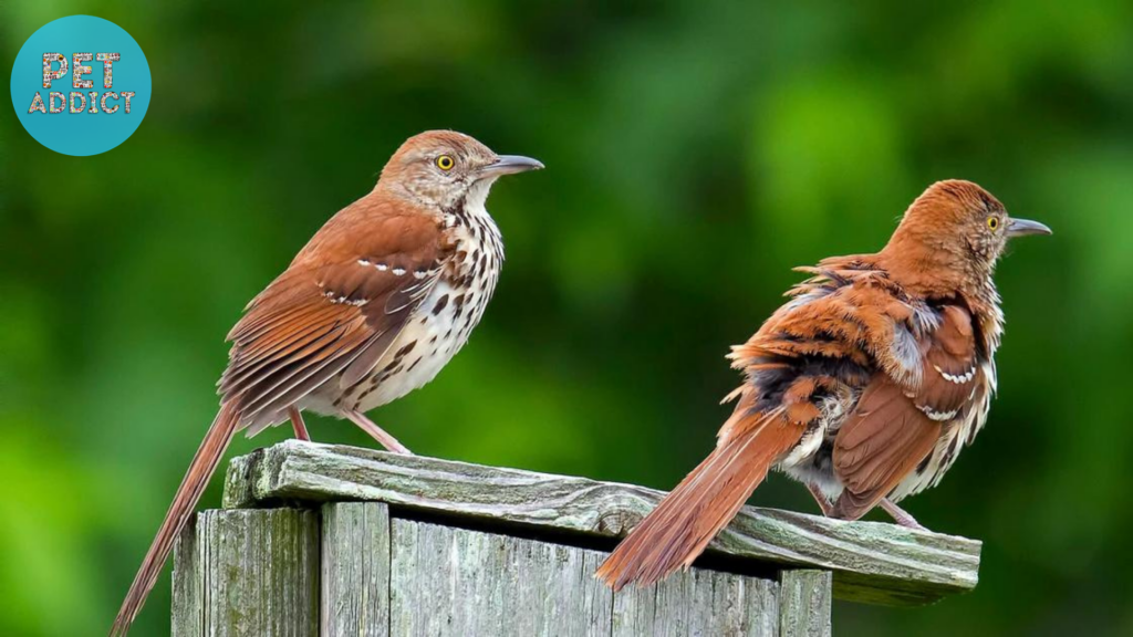 Discovering the Brown Thrasher