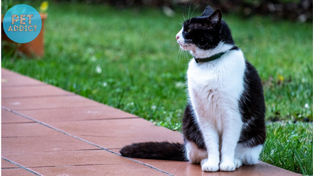 shock collar on a cat Ethical Concerns