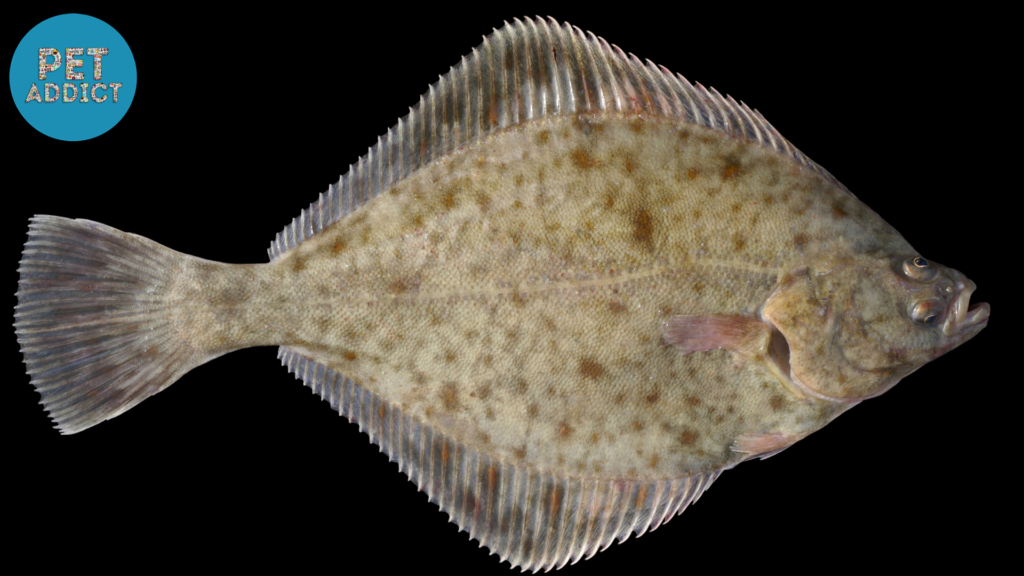 European Flounder (Platichthys flesus)