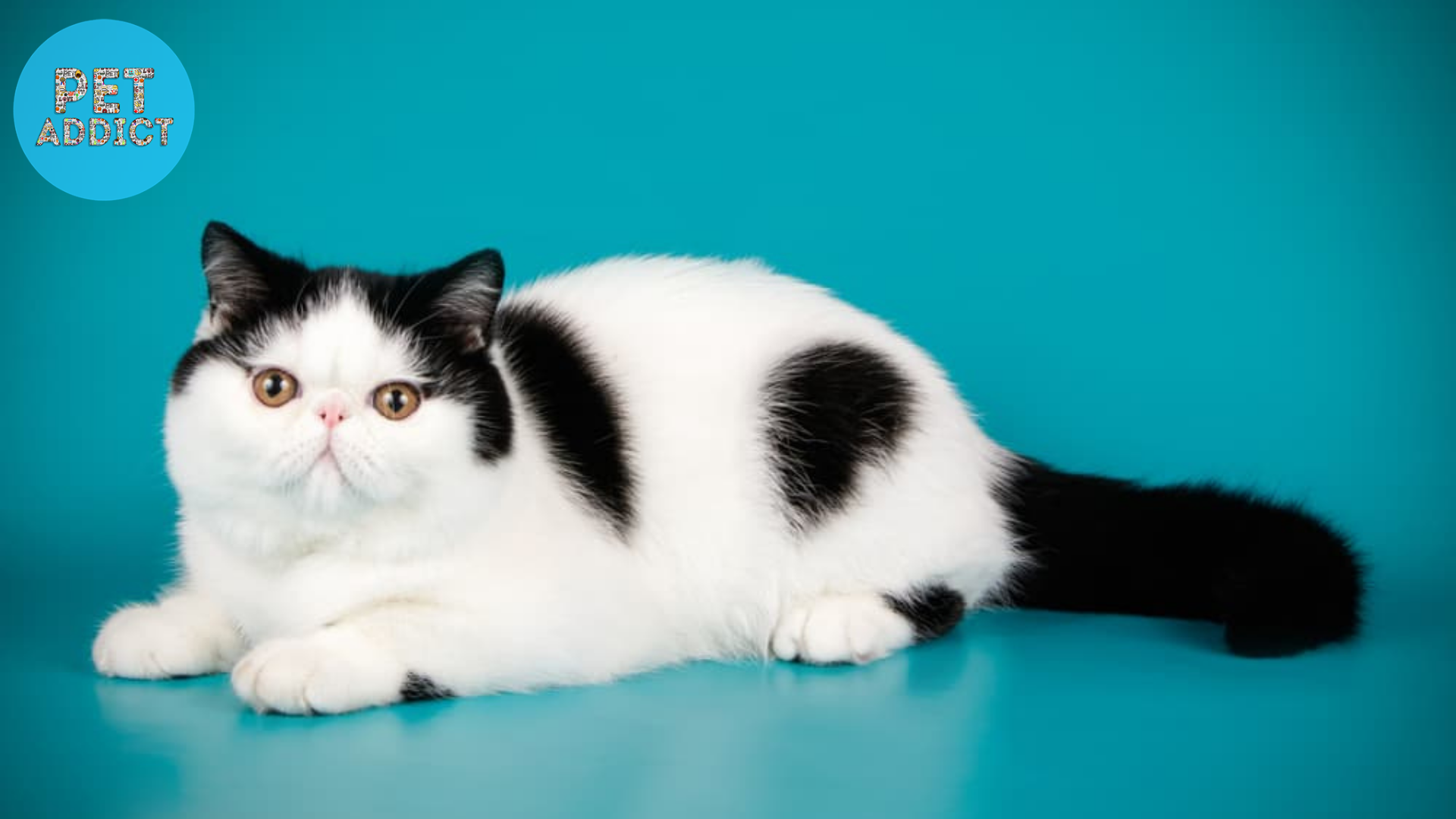 Exotic Shorthair black and white cat
