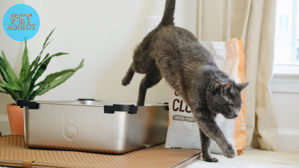 Exploring Different Types of Cat Litter Mats
