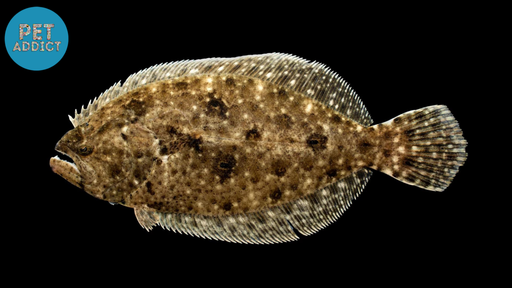 Gulf Flounder (Paralichthys albigutta)
