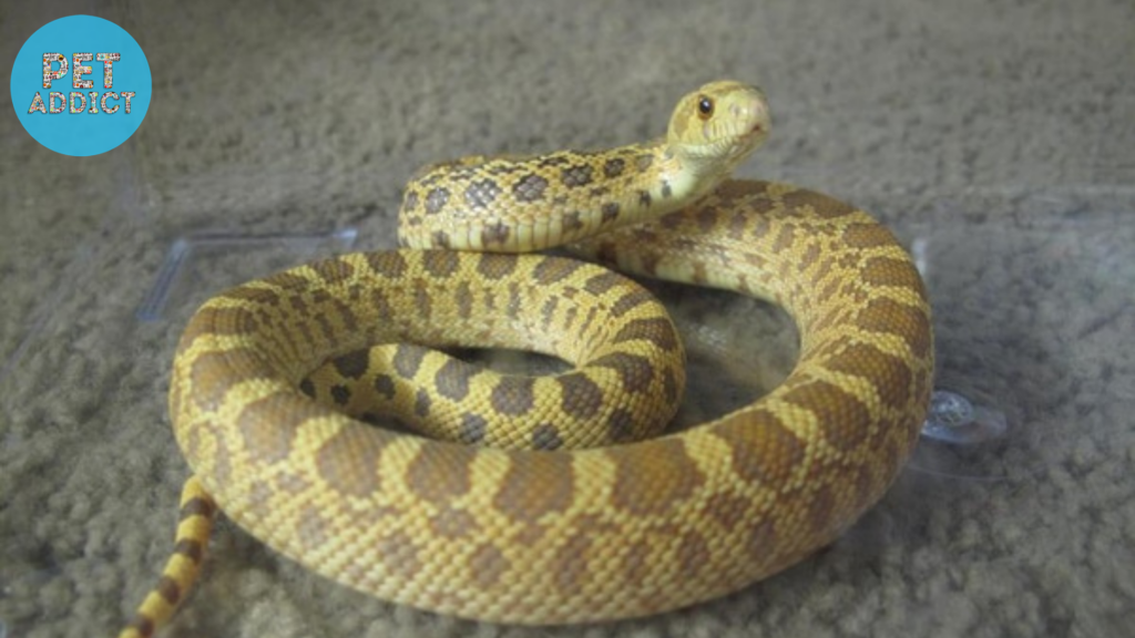 Health Care and Common Issues Gopher Snake