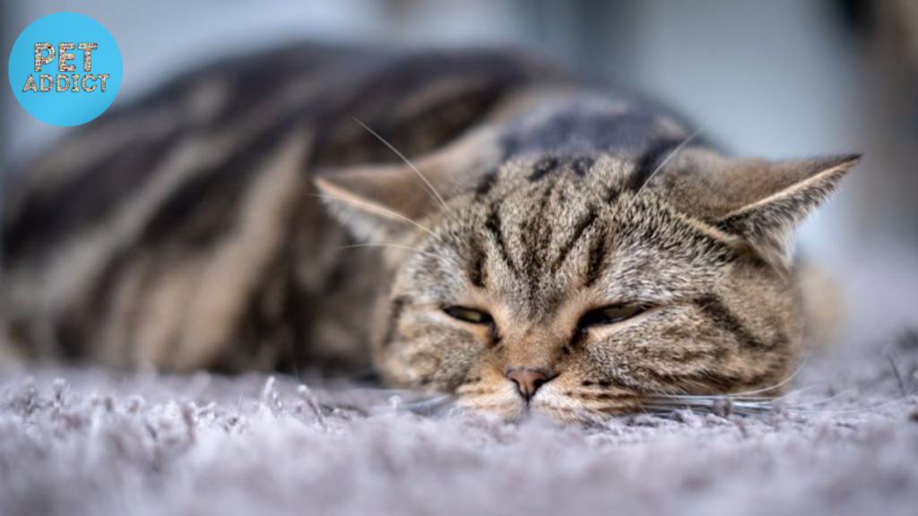 Home Remedies for Sneezing Cats