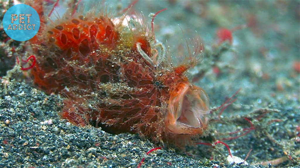 Hunting Techniques frog fish
