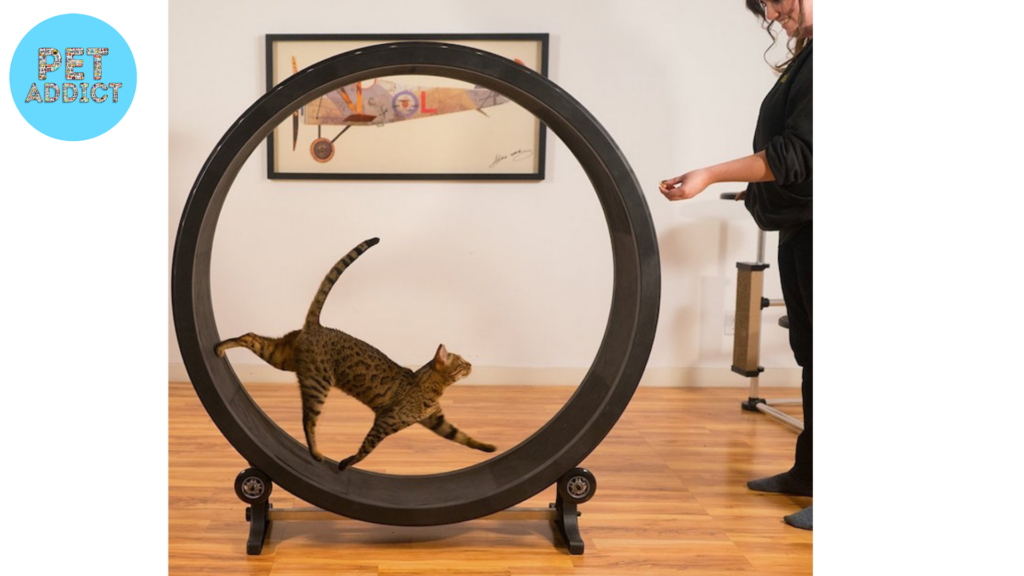 Installing and Introducing the Cat Wheel