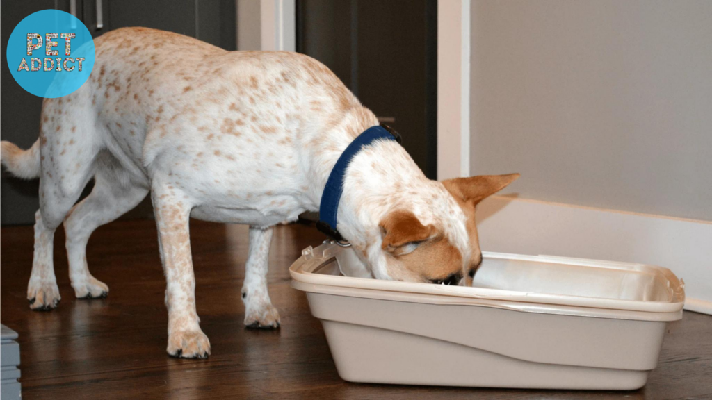Instinctual Behavior why do dogs eat cat poop