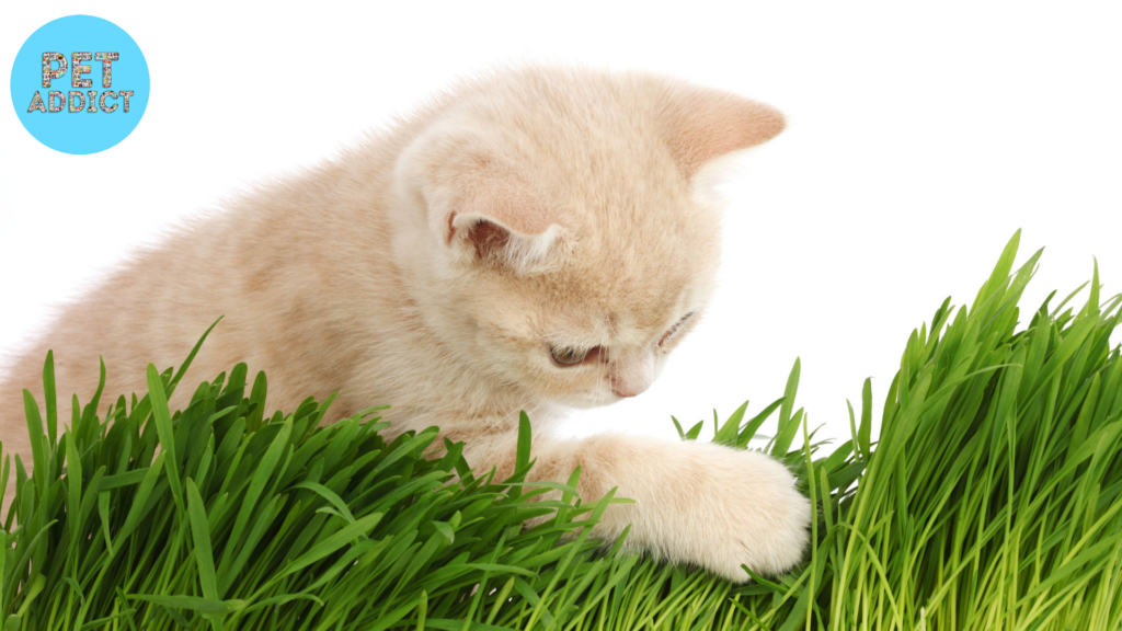 Introducing Cat Grass to Your Cat