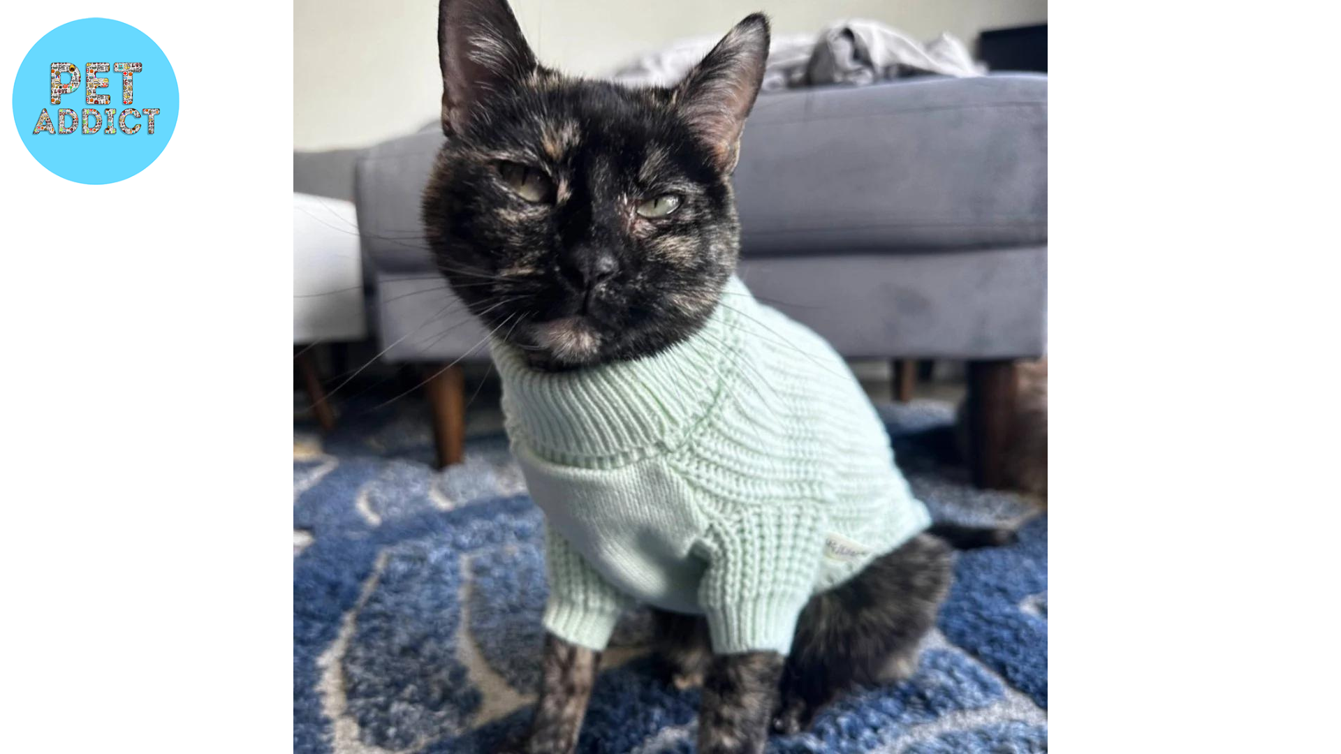 Introducing Your Cat to Clothes
