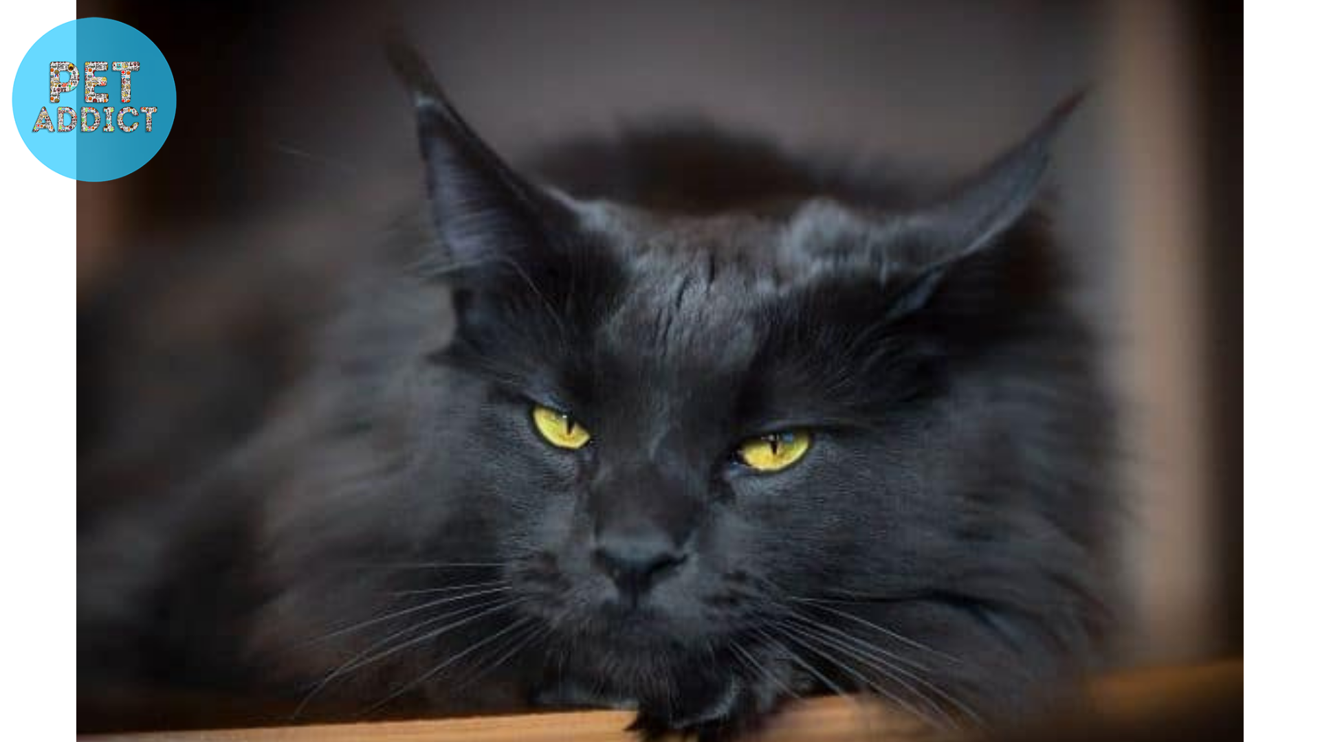 black cat green eyes Maine Coon