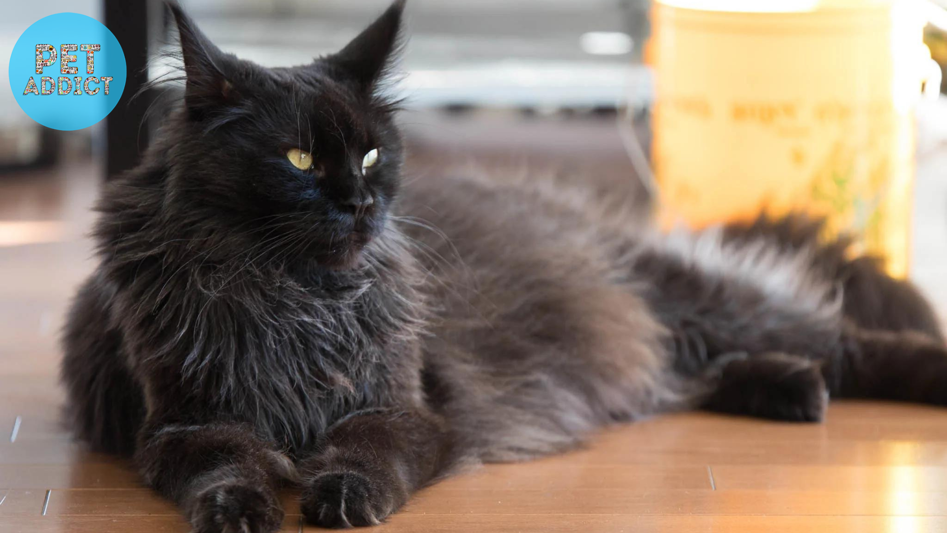 Maine Coon fluffy black cat