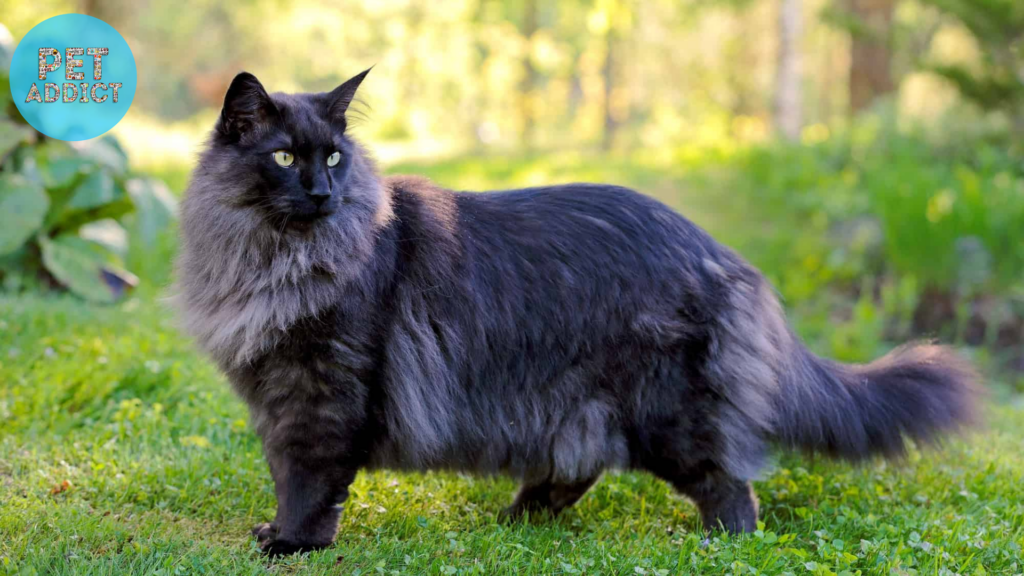fluffy black cat Norwegian Forest Cat